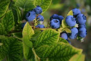 blueberry bush in blog by erin moore centered one about health benefits