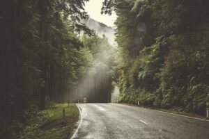 open road in lush green forest in blog about self improvement by erin moore centered one