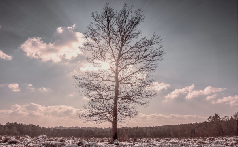 tree in winter in blog by erin moore centered one about feeling broken and finding your footing
