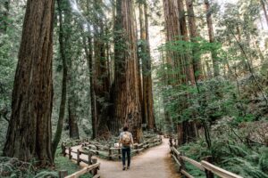 man walking in muir woods in blog by erin moore, centered one about blocking negative energy