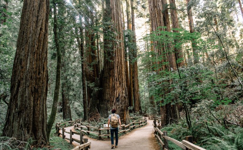 man walking in muir woods in blog by erin moore, centered one about blocking negative energy