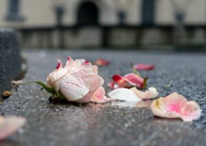 rose petals in blog article about how to heal from grief by erin moore, centered one