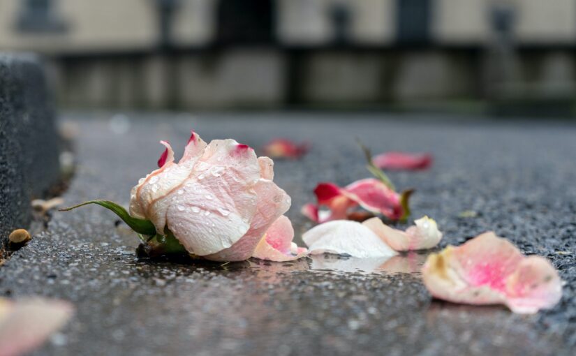 rose petals in blog article about how to heal from grief by erin moore, centered one