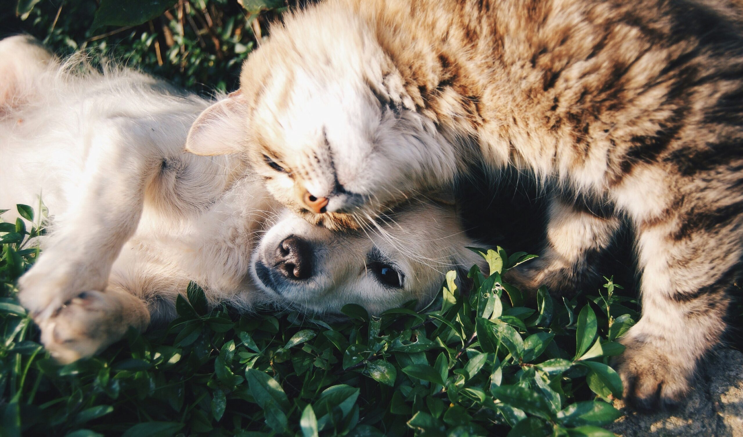 dog cat best friends in blog article about what to say lose a pet by erin moore, centered one