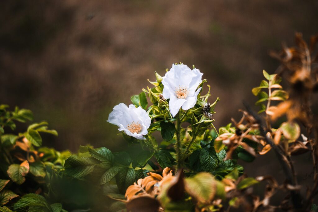 delicate white flowers in blog about empath leaves a narcissist by erin moore centered one