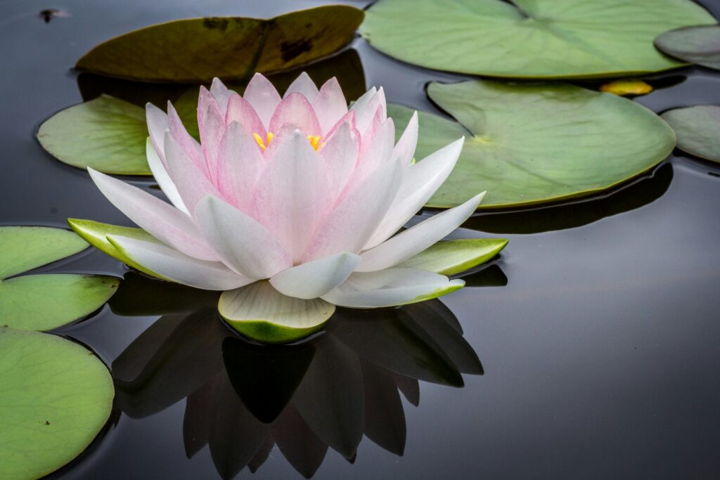 lotus flower in blog about how to deal with manipulative parents by erin moore centered one