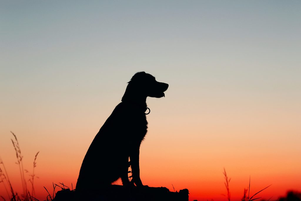 retriever dog silhouette sunset