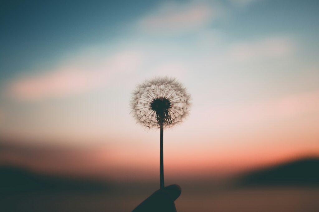 hand holding dandelion at sunrise in blog about unrealistic expectations in relationships by erin moore centered one