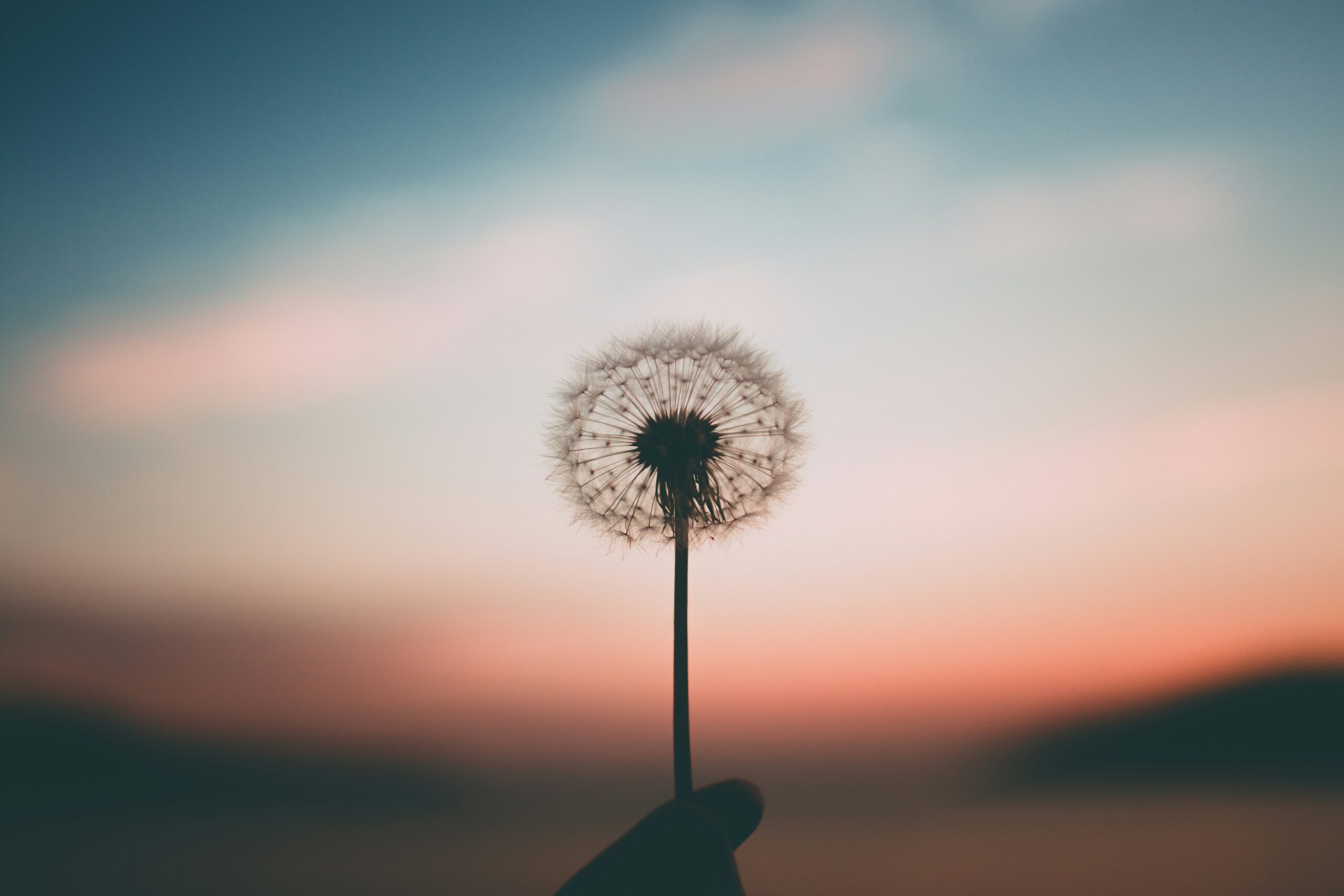 hand holding dandelion at sunset in blog about high functioning depression by erin moore centered one
