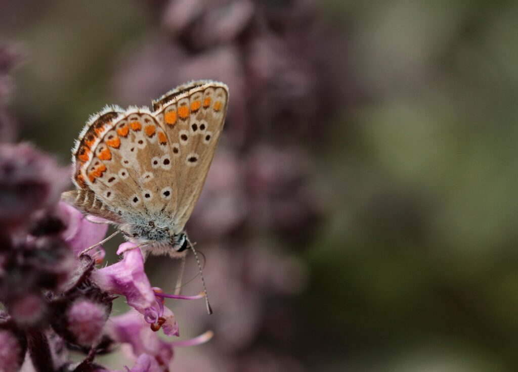 butterfly landing gently in blog about self care for empaths by erin moore centered one
