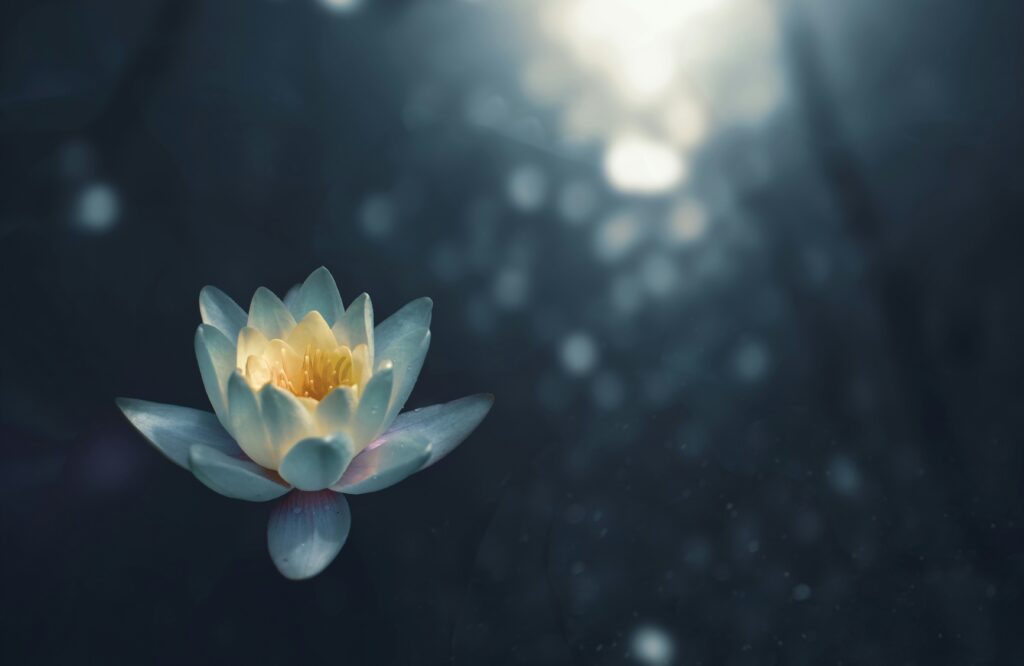 lotus flower in the light in blog about trauma responses by erin moore centered one